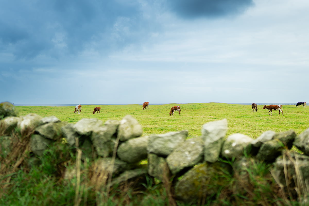 Kyr og steingard Nærland
