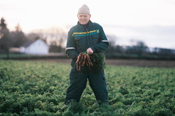 Mann i gulerotåkeren med en bunt gulerøtter i hendene