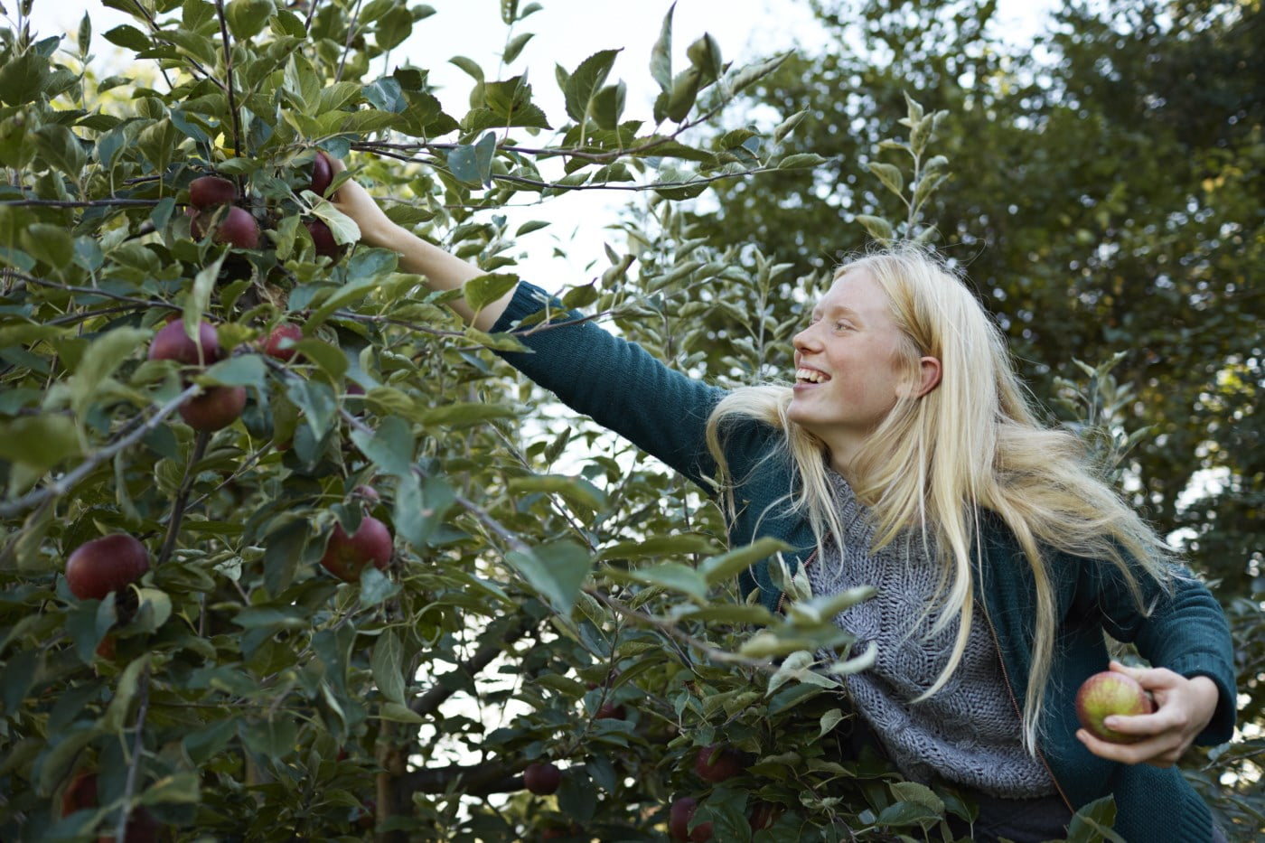 Ung dame plukker epler fra trærne